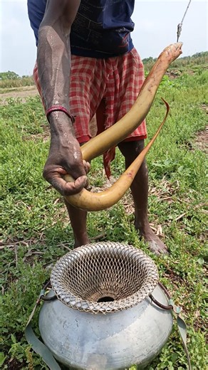 Giant Asian eel fish.