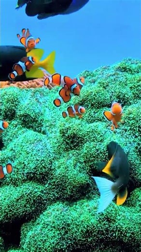 F for Fish 🐟 | Alphabet Learning for Kids | ABC Phonics #shorts #alphabetflashcards #alphabet