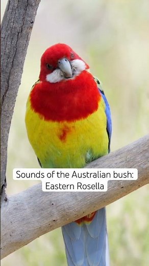 Sounds of the Australian bush: The Eastern Rosella. #australiananimals #natureaudio
