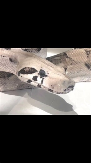 2019 Aztec Carbon Ghost PH VPI make we’ve been during in trying to figger out what to do. Him and…