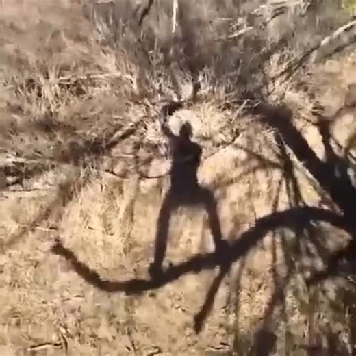 Meme Archive on Instagram: "Squash Banana (2014)"