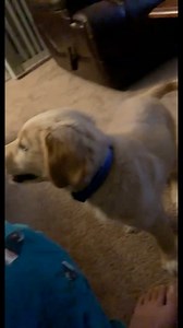 I’ve heard this means they’re happy at least? #goldenretriever #dog | Appa the Curly Golden Retriever