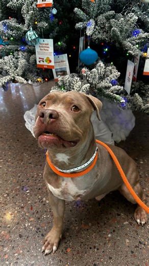 Arizona Humane Society on Instagram: "We’ve found your perfect man…Tank!❤️ Tank is a handsome 3-year-old tripod pittie with muscles on the outside and pure marshmallow on the inside. 💪➡️☁️ He’s a sweet, affectionate boy who’s happiest as your one and only (no other dogs, please!). After being found as a stray and surviving a car accident that led to his leg amputation, Tank hasn’t let anything slow him down. He’s been waiting a few weeks for his forever home and we’re hoping he finds it just in