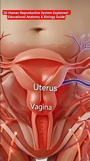 3D Human Reproductive System Explained | Educational Anatomy & Biology Guide