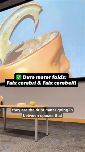 Dura mater folds! ✅Falx cerebri ✅ Falx cerebelli | By an Anatomy Professor