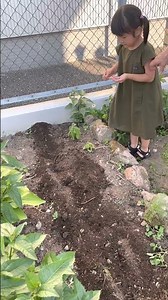 初めての 家庭菜園 エゴマ 種まき