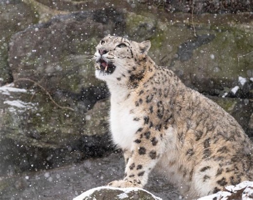 Les superbes images des animaux sous la neige dans les zoos de la côte Est américaine