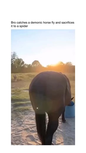 Daily Joy USA 🇺🇸 on Instagram: "This wild sunset adventure shows a bold hand snatching a buzzing horsefly straight off a horse’s flank in a peaceful field, turning pest control into epic revenge. The trapped insect writhes between fingers before being tossed into a spider’s web across a yellow bucket in a truck bed. Instantly, the arachnid strikes, injecting venom and wrapping its massive meal in silk within seconds. Nature’s brutal food chain comes alive in this creepy yet fasci