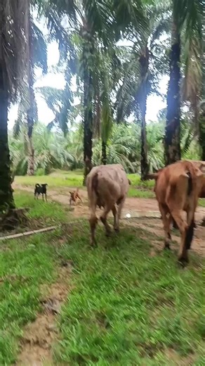 Cara Merawat Kena Bisa Ular pada Anjing