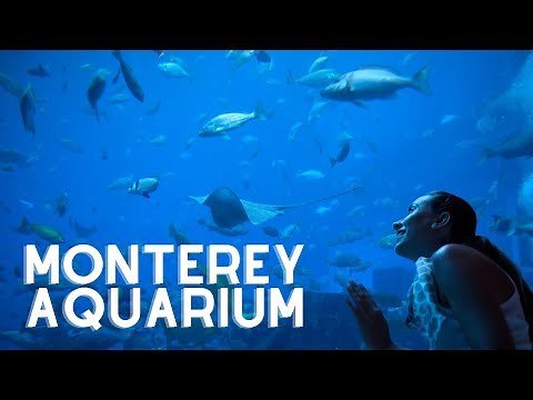 The Monterey Bay Aquarium in Monterey, California
