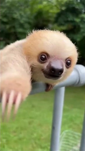 Baby Sloth "Attack"? 🦥💨 0.1 MPH Strike! #RealOrA!?