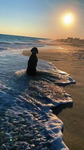 Lessons from a Talkative German Shepherd
