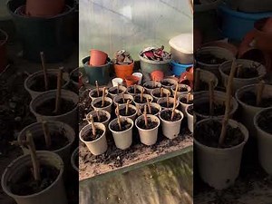 Taking raspberry cuttings