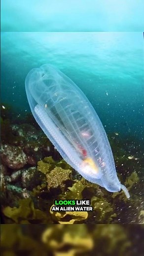 The Real Transparant Creature !! #glassfish #marinelife