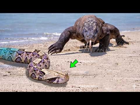 Komodo Dragon Meets Death - Watch