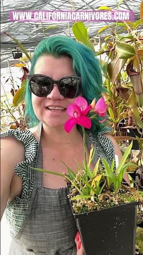 How to Grow Disa Orchids