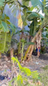 51K views · 855 reactions | hiling mo rin ba na magtagal | Papajay | Facebook