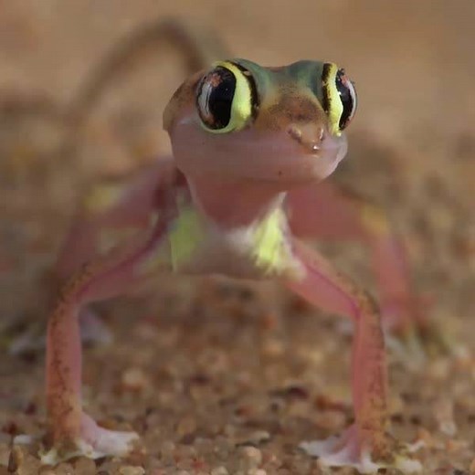 Hey little gecko, you've got something in your eye... | Animal Planet