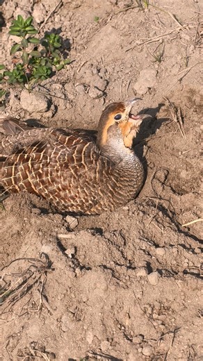 Grey Francolin Sounds | Partridge Calling