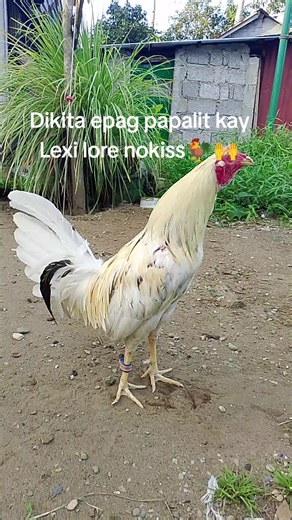 John Clyde Escalo (@john.clyde.escalo)’s videos with original sound - Starboii★. - J.