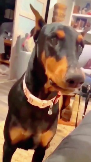 why is it shutting down my computer😭😢😢#foryou #petsoftiktok #ukdogs #puppy #dogTikToktrends #babydog