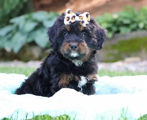 Best Spokane Bernedoodles — Crockett Doodles