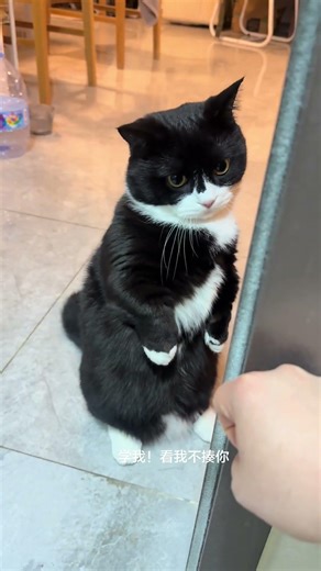 The Unstoppable Black Cat Cop: A Police Force to Be Reckoned With