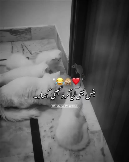 Discover Hilarious Sindhi Status Songs for Every Mood