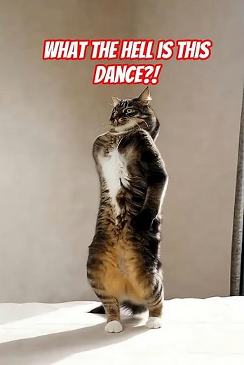 Cats Dancing Like Pros | Hilarious Cat Dance Compilation 2025 #DancingCats #Shorts #cat #catdance