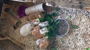 This is probably the most embarrassing post we have ever done and to be honest if this happened to any other group that work with animals we would be the first to criticise. Sometimes we have to take responsibility, own up and admit Rosie messed-up, not directly but Rosie trains the volunteers or gets an experienced volunteer to train new volunteer but ultimately its Rosie responsibility. We don't use Rabbit hutches but have a large shed with pens around 7 feet × 5 feet where we can walk in a so