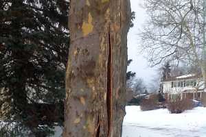 Frost cracks in trees