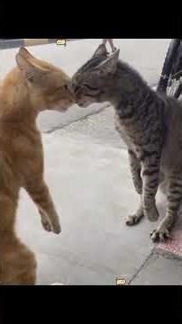 The cat just said. hope with some #anirudhacharya part 2 #part2