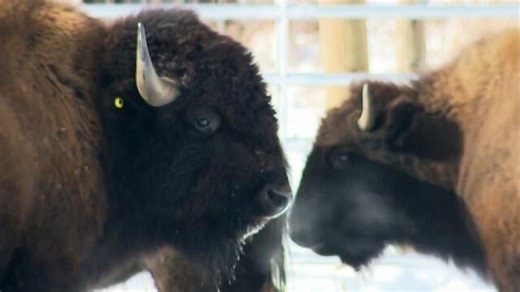 Bison returning to parts of North America