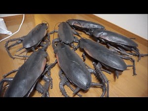大量メガゴキブリドッキリ！...プレゼント！