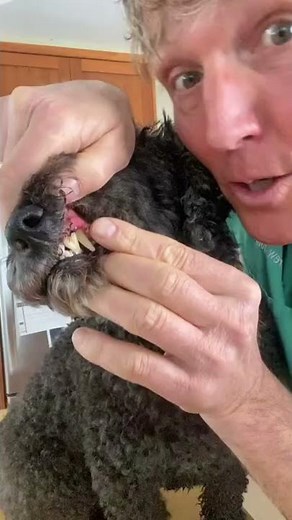 Dog gingivitis: 3 awesome home remedies