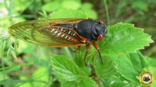 20K views · 123 reactions | Get ready, West Virginia— billions of cicadas from Brood XIV will soon be emerging across our state after 17 years underground! Our plant and pest biologist Dr. Berry Crutchfield shares tips on protecting your garden  and fun facts about these incredible insects! #broodxiv | West Virginia Department of Agriculture | Facebook