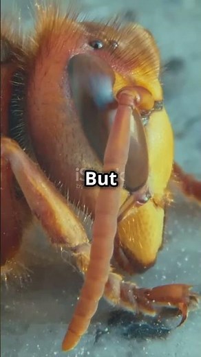 Buzzing Hornet Facts You Didn't Know