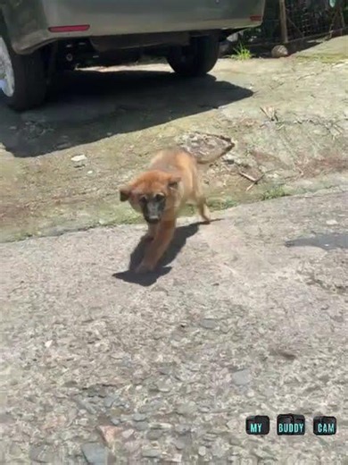 This Little Brown Puppy Made My Day #puppy #dogshorts