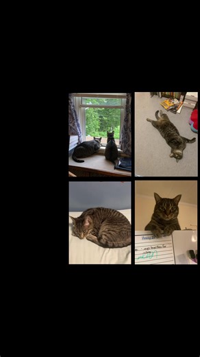 Kat D ❤️📕🤘🏼🐈‍⬛ (@katd_1978)’s videos with Who Says - Countdown Singers