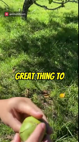 Discovering Hawaii's Walnut Tree Bounty