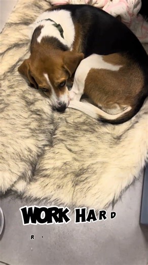 Training for focus & agility #beaglesofyoutube