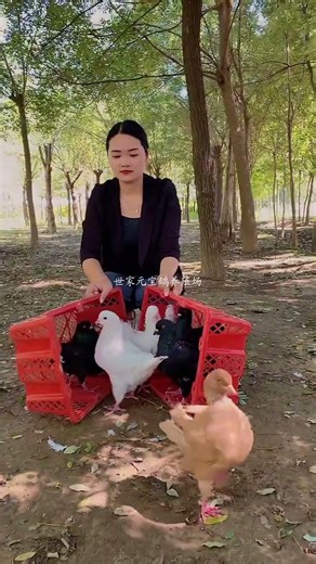 #Feeding non-flying pigeons in rural areas #Large-bodied pigeons with ingot-shaped rings #Sno