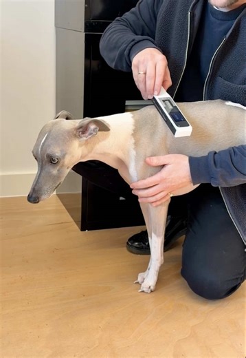 Scanning a Dog: Mixed Media Art with Igby