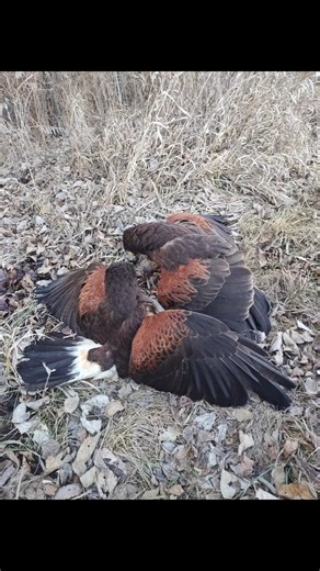 Harris hawks hunting rabbits #falconry #harrishawk #beagle