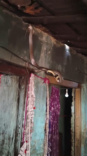#viral shorts #snake eating #indian rat snake