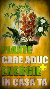 2.1M views · 66K reactions | 7 PLANTE CARE ADUC ENERGIE POZITIVĂ ȘI...