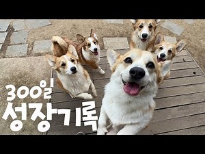 아기 강아지 5마리 웰시코기 성장기록 브이로그! | 새끼강아지 귀여운 성장기