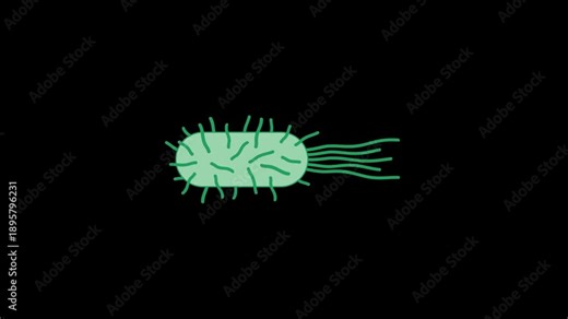Escherichia Coli (E. coli) bacteria cell with flagella animation on transparent background