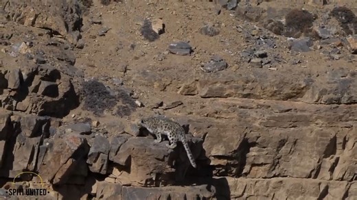 8K views · 87 reactions | Yak VS Snow Leopard High Altitude Showdown | Ellen Roman | Facebook