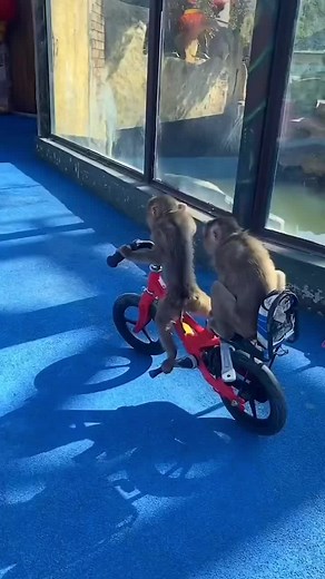 The Muscle on TikTok